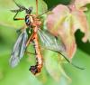 Ctenophora pectinicornis